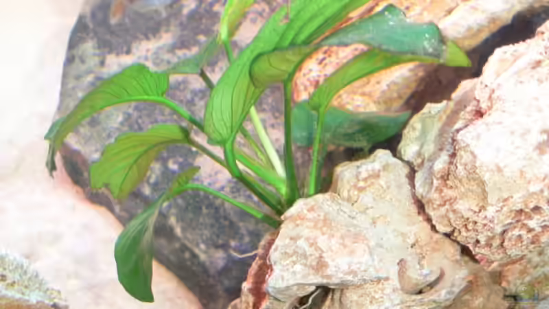 Weiteres Grün.... von Christian Klar (16)