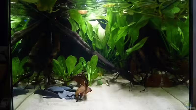 weiteres Wurzelwerk von JohannesDD (9)