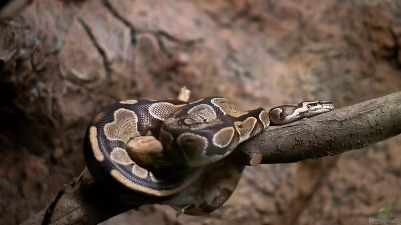 Welche 4 Gruppen von Reptilien gibt es? - Ein Leitfaden für Terraristik-Fans