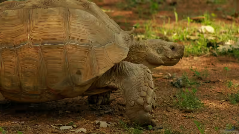 Welche 4 Gruppen von Reptilien gibt es? - Ein Leitfaden für Terraristik-Fans