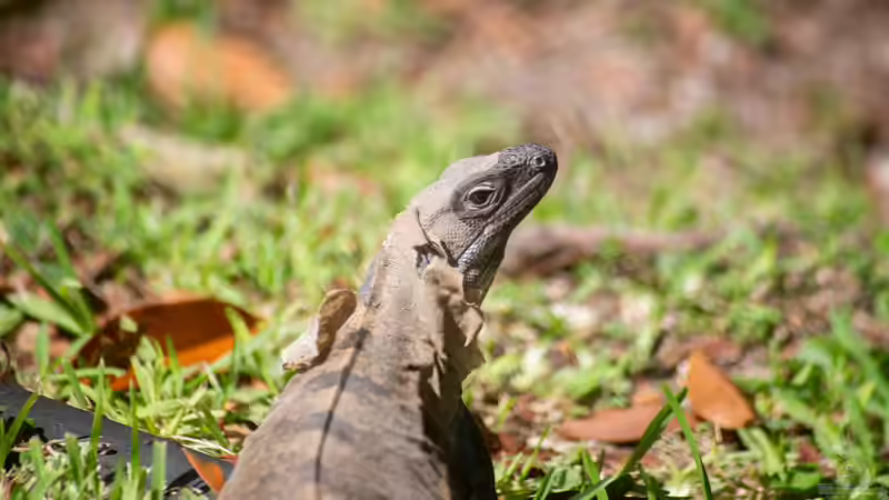 Welche 4 Gruppen von Reptilien gibt es? - Ein Leitfaden für Terraristik-Fans