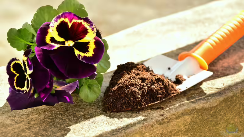 Welche Blumenerde ist die Richtige?