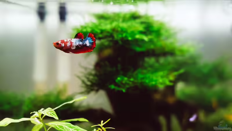 Welche Bodenbeläge sind für Aquarienschränke geeignet?