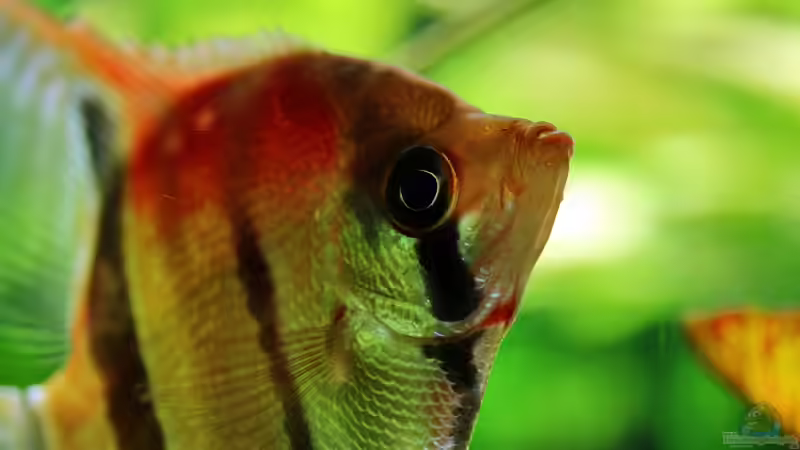 Welche Bücher sollten Anfänger in der Aquaristik lesen?