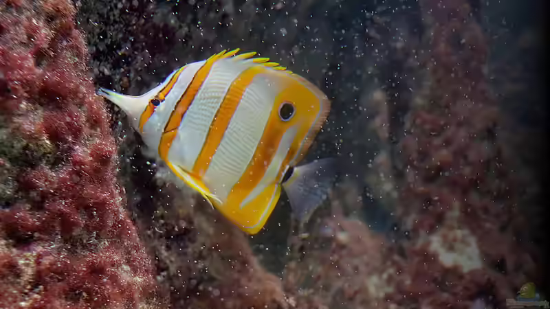 Welche Bücher sollten Anfänger in der Aquaristik lesen?