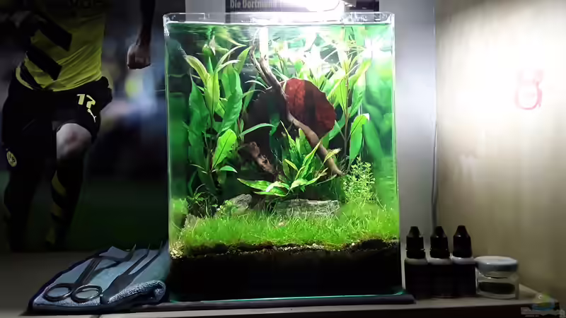 Welche Fische ins Nano-Aquarium für Anfänger?