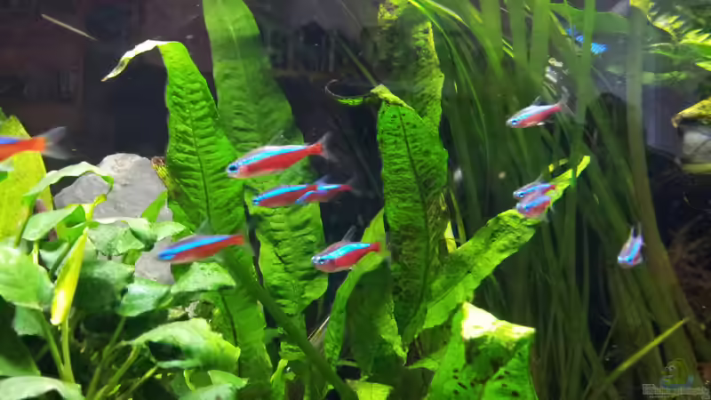 Welche Fische können in unbeleuchteten Aquarien gehalten werden?