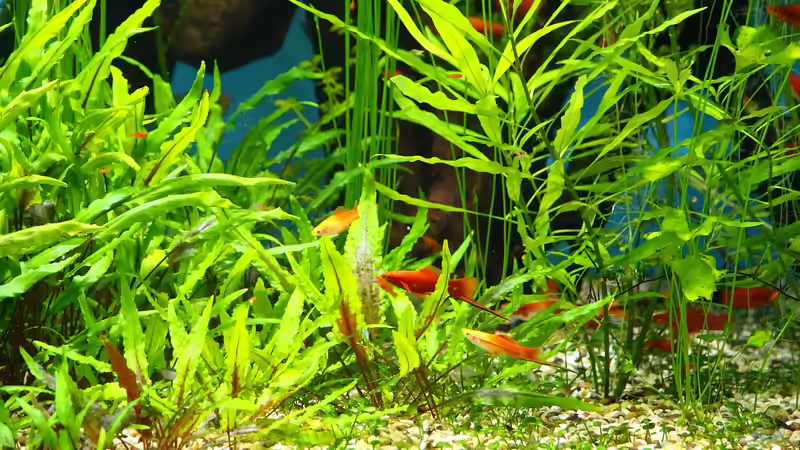 Welche Fische werden am häufigsten im Aquarium gehalten? Ein Ratgeber für Einsteiger und Fortgeschrittene