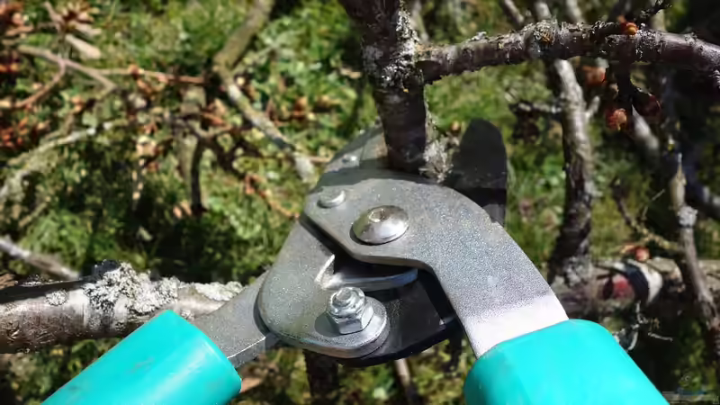 Welche Gartenpflanzen müssen im Herbst geschnitten werden?