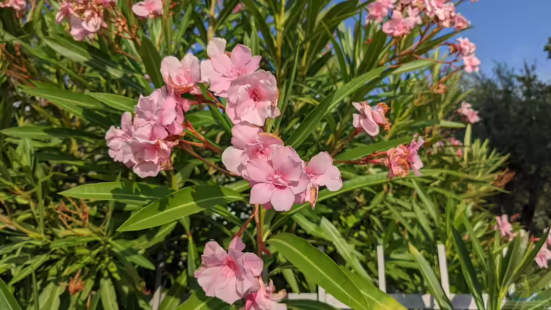 Welche Gartenpflanzen müssen zeitig eingewintert werden?