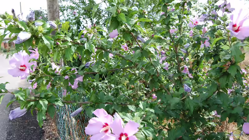 Welche Gartenpflanzen müssen zeitig eingewintert werden?