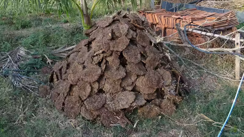 Welche Gartenpflanzen sollten im Frühjahr gedüngt werden?