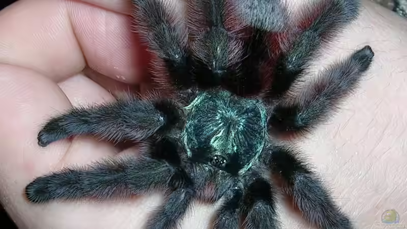 Welche ist die friedlichste Vogelspinne? - Arten für Anfänger und ruhige Gemüter