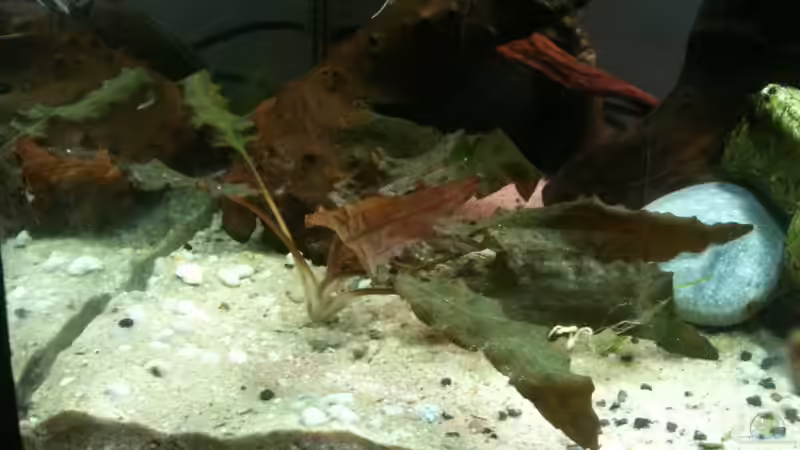 Welche Pflanze ist das????? von Exotist (8)