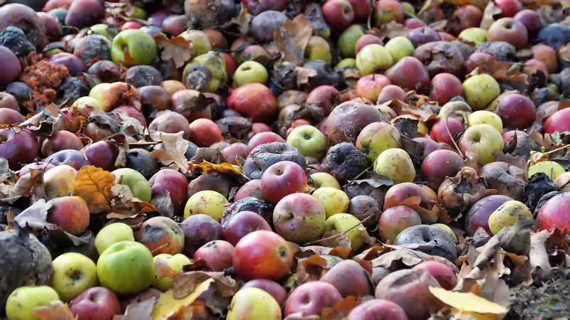 Welche Pflanzen dürfen nicht auf den Kompost? - Der große Ratgeber für Hobbygärtner
