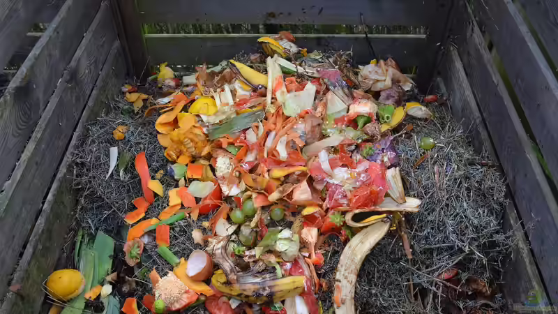 Welche Pflanzen dürfen nicht auf den Kompost? - Der große Ratgeber für Hobbygärtner