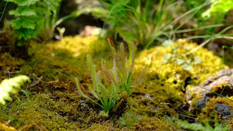 Welche Pflanzen dürfen nicht ins Terrarium?