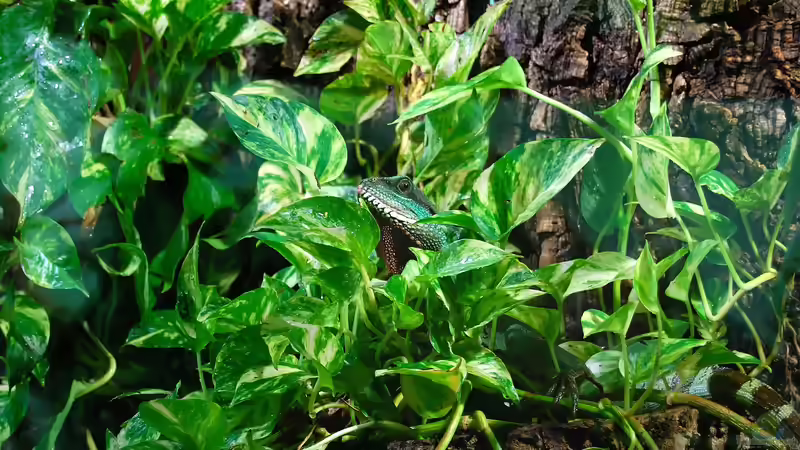 Welche Pflanzen dürfen nicht ins Terrarium?