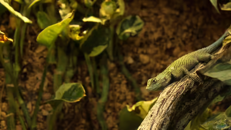 Welche Pflanzen dürfen nicht ins Terrarium?