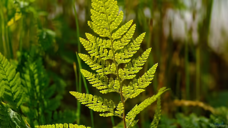 Welche Pflanzen dürfen nicht ins Terrarium?