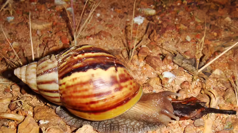Welche Pflanzen passen ins Terrarium für Achatschnecken?
