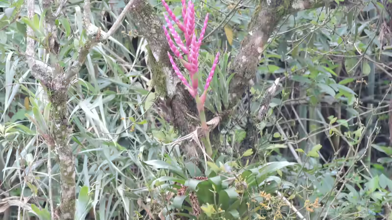 Welche Pflanzen sind sicher und geeignet für mein Terrarium?