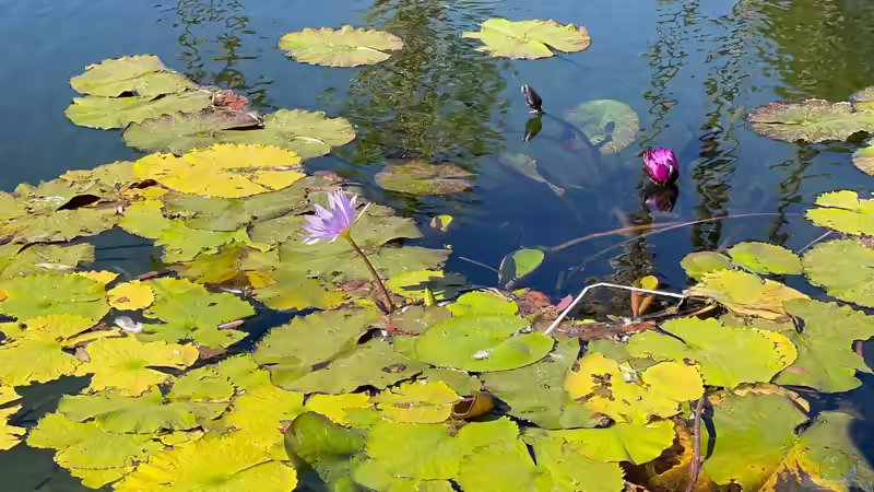 Welche Pflanzen wachsen gut rund um einen Teich?