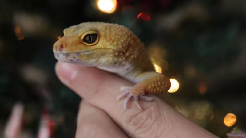 Welche Reptilien können handzahm werden? - Ein Ratgeber für Terraristik-Einsteiger und Fortgeschrittene