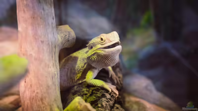 Welche Reptilien können handzahm werden? - Ein Ratgeber für Terraristik-Einsteiger und Fortgeschrittene