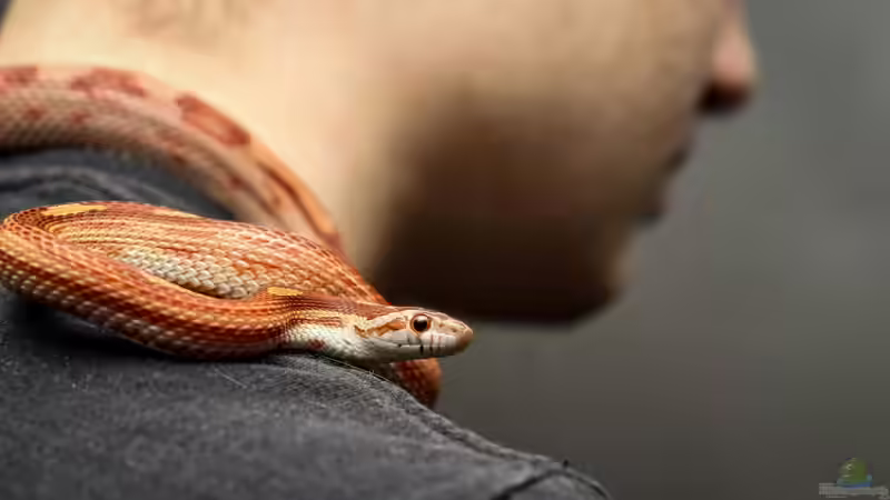 Welche Reptilien können handzahm werden? - Ein Ratgeber für Terraristik-Einsteiger und Fortgeschrittene