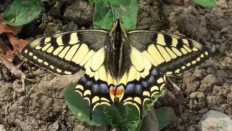 Welche Schmetterlinge findet man im Garten?
