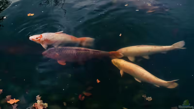 Welche Tiere eignen sich für welchen Teich? Ein Überblick über den passenden Teichbesatz