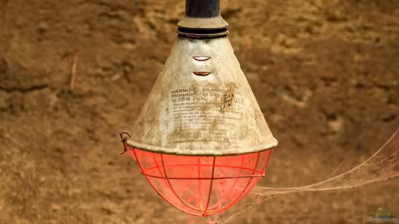 Welche Wärmelampe ist die Richtige? Ein umfassender Leitfaden für Terrarienbesitzer