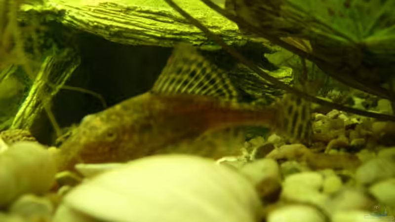 Welche Welsart ist das? von Belvina (7)