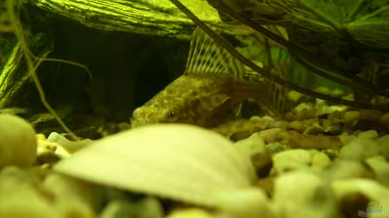 Welche Welsart ist das? von Belvina (8)