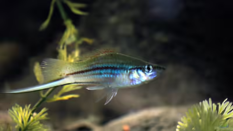 Welche Zierfische vermehren sich am schnellsten?