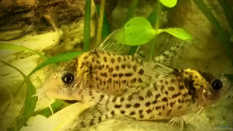 Welcher Cory ist es?? von painless Tdb-music (18)