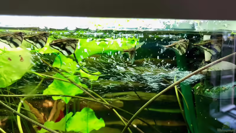 Welcher Sinn steckt hinter einem Verbot von Wildfängen?