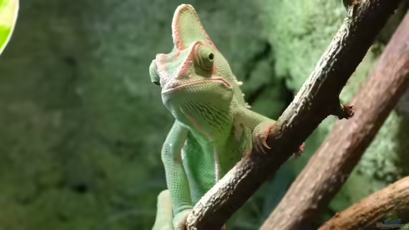 Welches Holz darf ins Terrarium? - Der große Leitfaden für gesunde und natürliche Terrariengestaltung