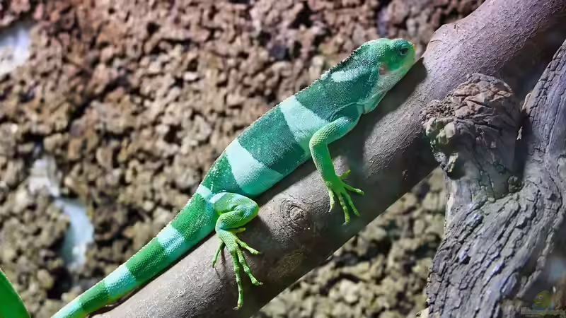 Welches Holz darf ins Terrarium? - Der große Leitfaden für gesunde und natürliche Terrariengestaltung