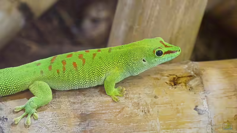 Welches Holz darf ins Terrarium? - Der große Leitfaden für gesunde und natürliche Terrariengestaltung