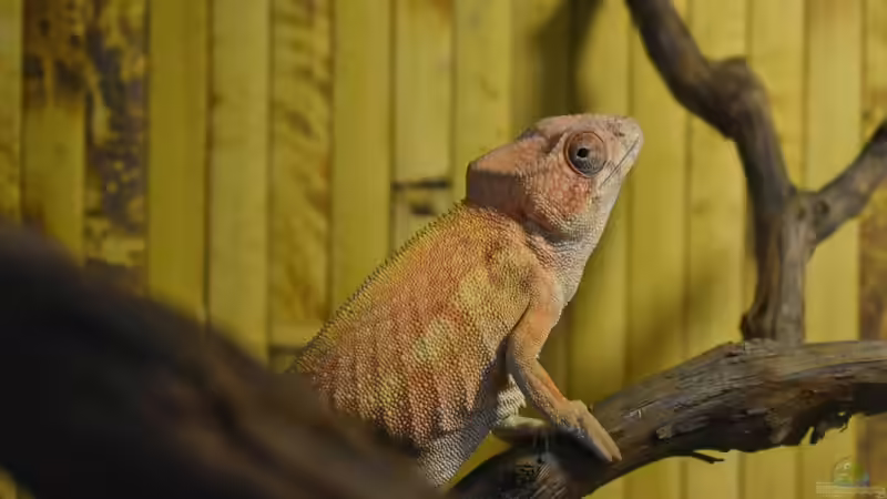 Welches Holz darf ins Terrarium? - Der große Leitfaden für gesunde und natürliche Terrariengestaltung