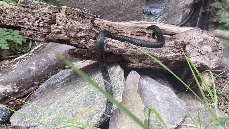 Welches Holz darf ins Terrarium? - Der große Leitfaden für gesunde und natürliche Terrariengestaltung