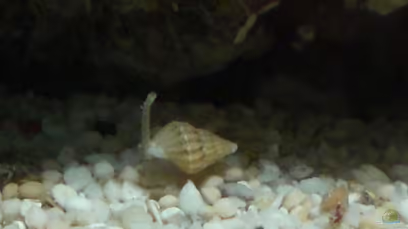 Wellhornschnecke gern im Sand vergraben von Maverick0815 (10)