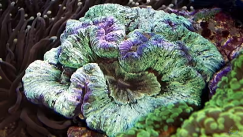 Welophyllia von Petra Kallmeyer (10)