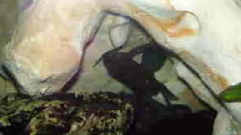 Wels, aber welcher???? von Janita Webeler (5)