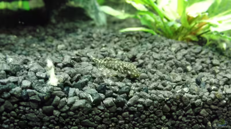 Wels  von Thomas Bube (9)