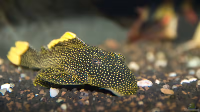 Wels  von Verkaufe mein Aquarium (18)