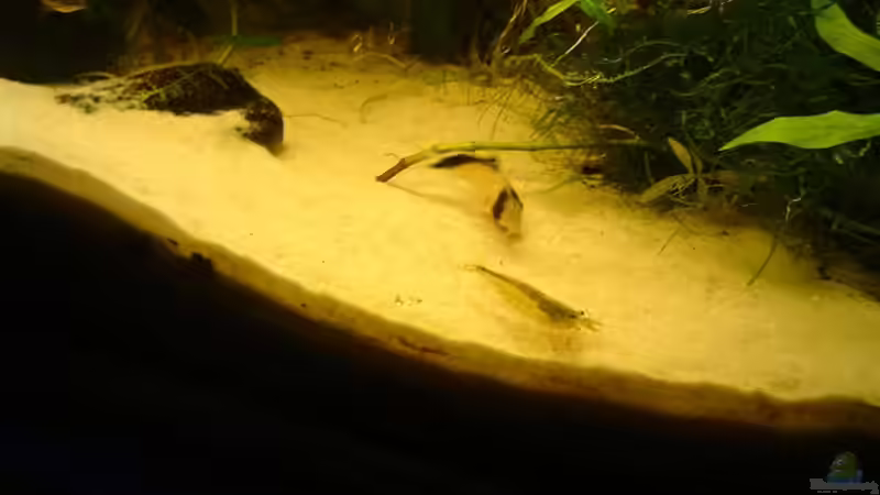 Wels & Garnele von Gerd Grau (5)