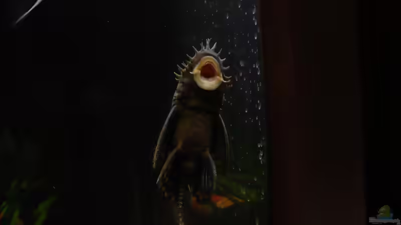 Wels an der Scheibe von Werner Lehmann (32)